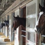 強い厩舎と弱い厩舎って具体的に何が違うの? 調教師の技量?馬の管理?レース選択?騎手選び?