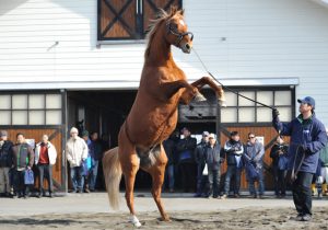 地方でしか見られないドマイナー種牡馬あげてけ