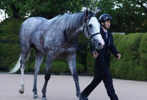 正直芦毛の何が良いのか全くわからん