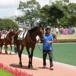 競馬で意味がないと思うもの