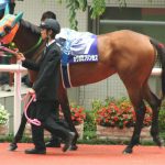 カワカミプリンセス好きだった馬いる？