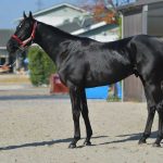 去年のコントレイル信者「アーモンドアイJCから逃げるな!出てこいや!」