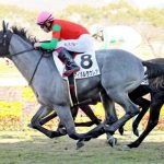 デビュー２連勝中のマイネルラウレアは報知杯弥生賞で戸崎と新コンビ