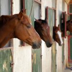 矢作厩舎2021年ジャパンカップから国内G1勝ち無し